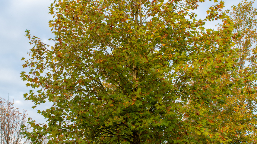 Platanus x hispanica 'Malburg' hoogstam