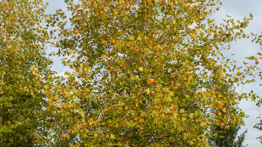 Platanus x hispanica 'Malburg' hoogstam