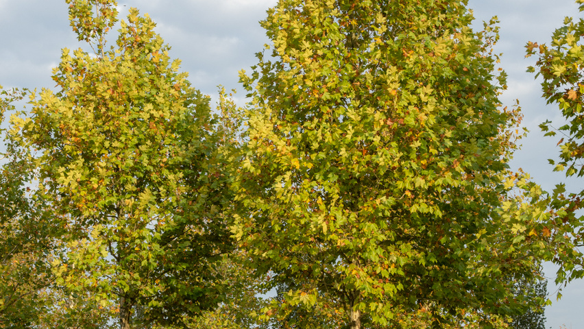 Platanus x hispanica 'Malburg' hoogstam