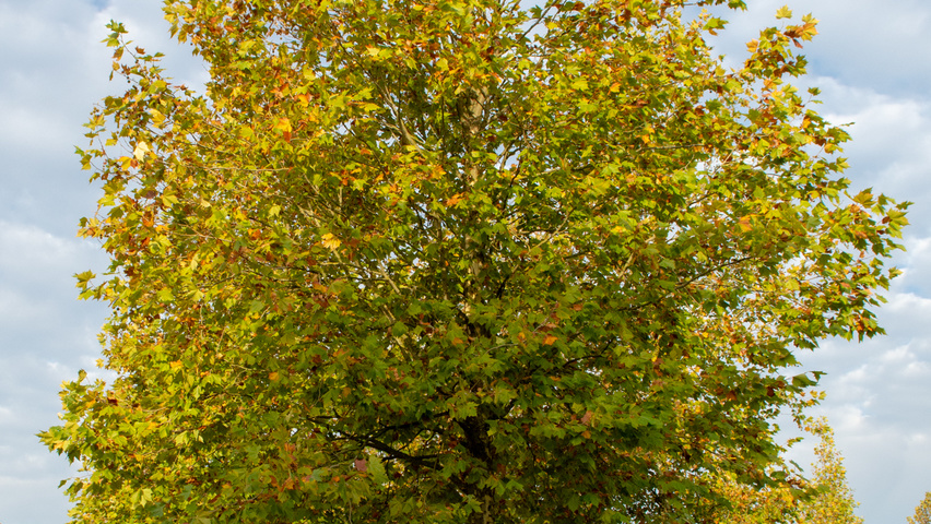 Platanus x hispanica 'Malburg' hoogstam