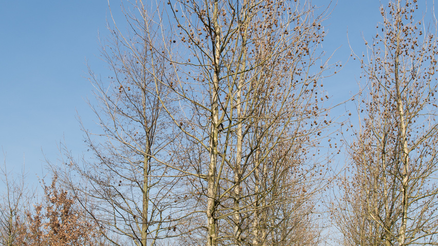 Platanus x hispanica 'Malburg' hoogstam