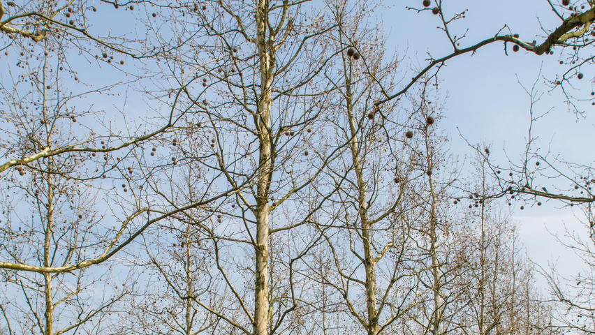 Platanus x hispanica 'Malburg' hoogstam