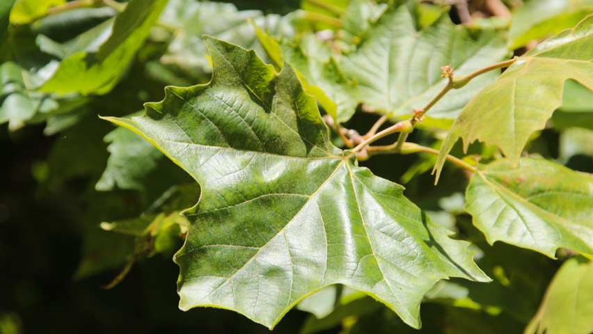 Platanus x hispanica 'Malburg' blad