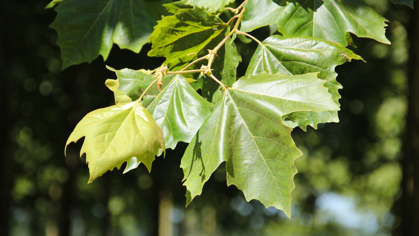 Platanus x hispanica 'Malburg' blad