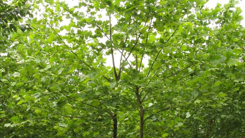Platanus x hispanica 'Malburg' meerstammig