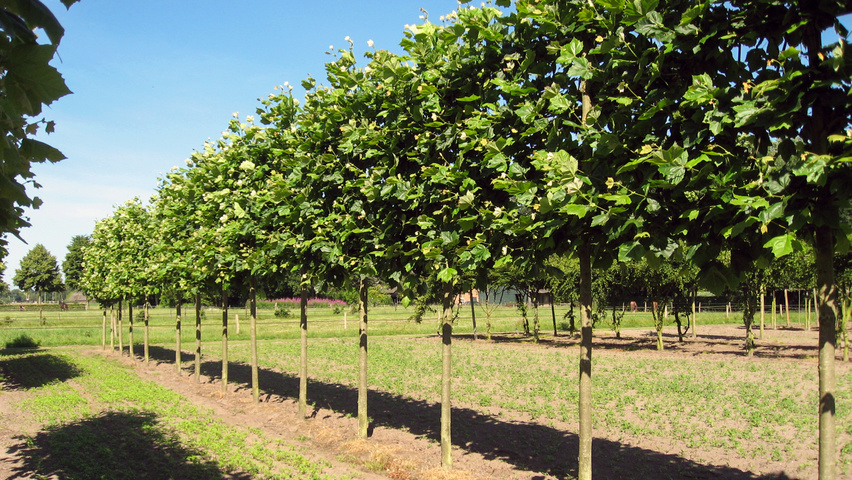 Platanus x hispanica 'Malburg' leischerm