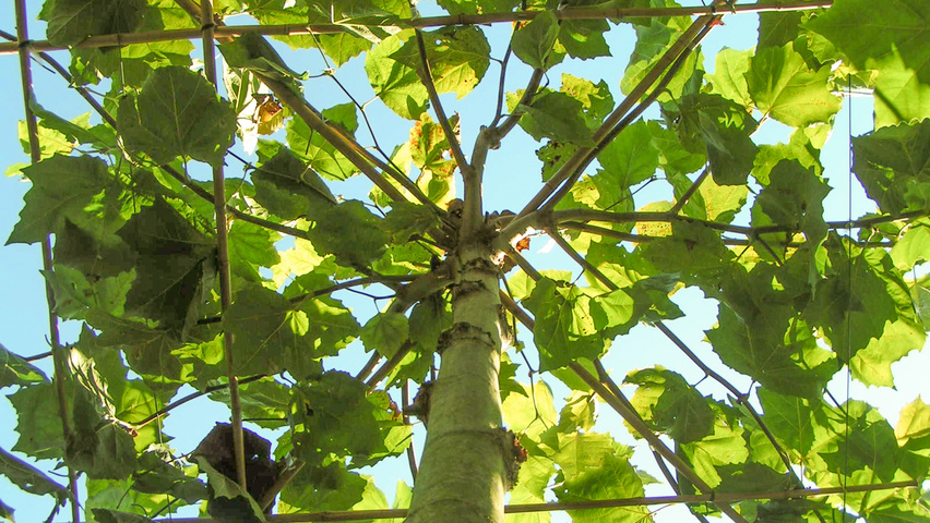 Platanus x hispanica 'Malburg' dak