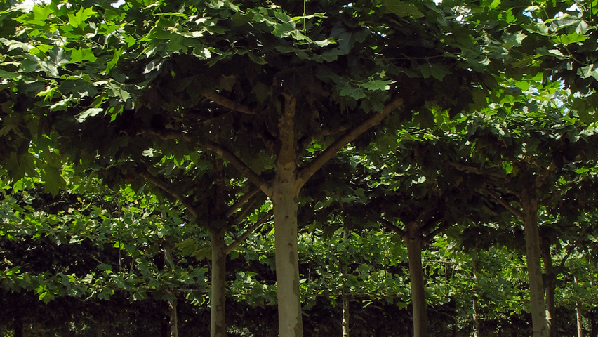 Platanus x hispanica 'Malburg' dak