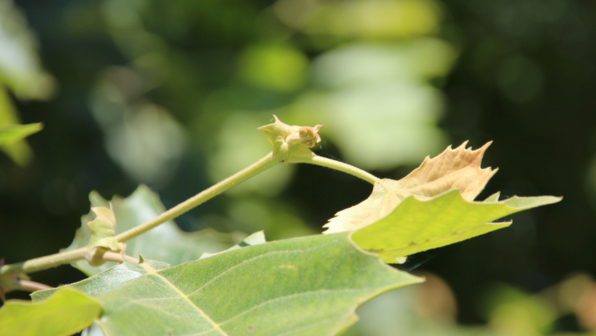 Platanus x hispanica 'Malburg' twijgen