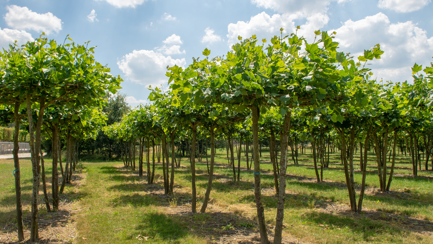Platanus x hispanica multi-troncs plateau