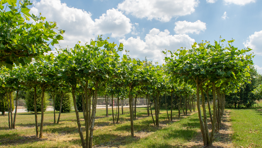 Platanus x hispanica multi-troncs plateau