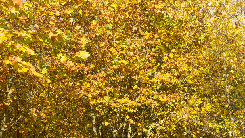 Platanus x hispanica multi-troncs forme parasol