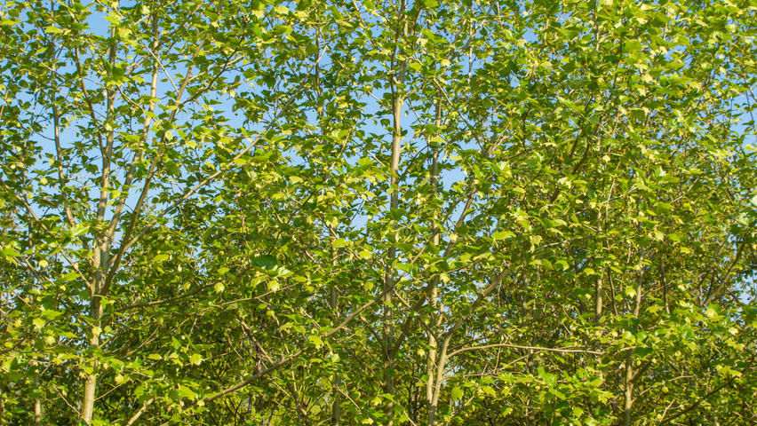 Platanus x hispanica multi-troncs forme parasol
