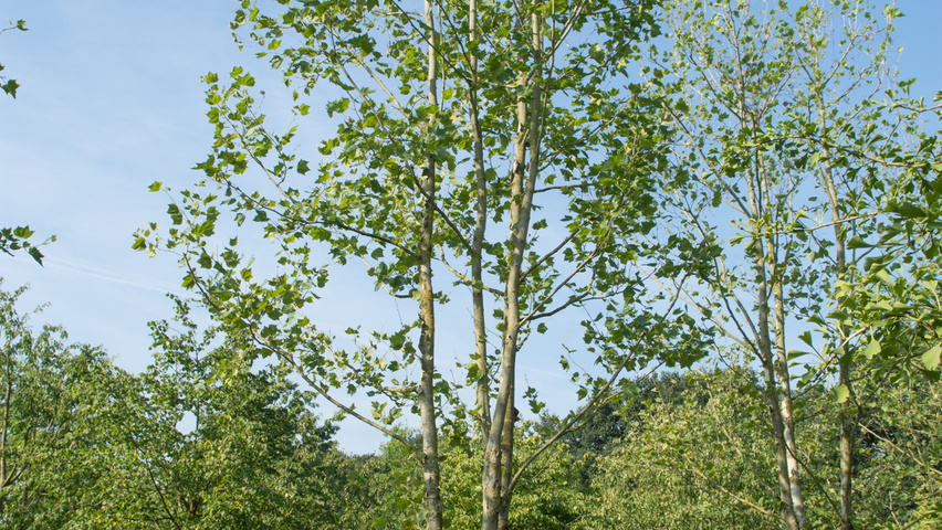 Platanus x hispanica multi-troncs forme parasol