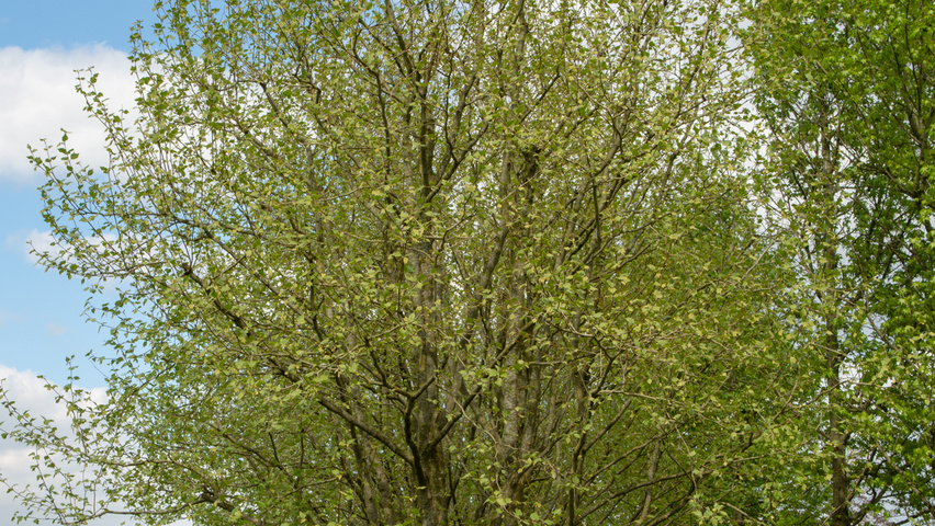 Platanus x hispanica multi-troncs forme parasol