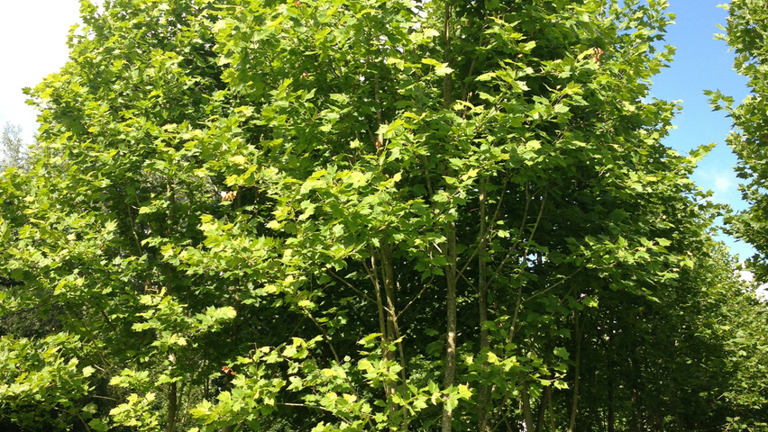 Platanus x hispanica multi-troncs forme parasol