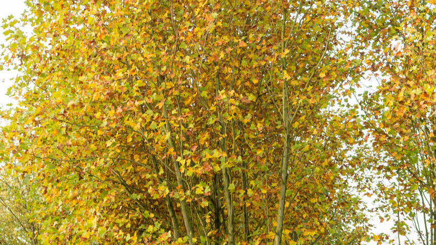 Platanus x hispanica multi-troncs forme parasol