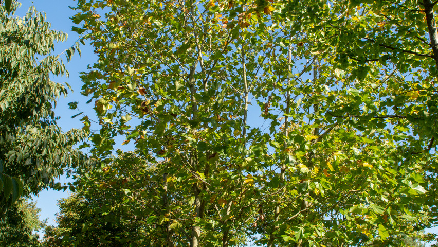 Platanus x hispanica multi-troncs forme parasol