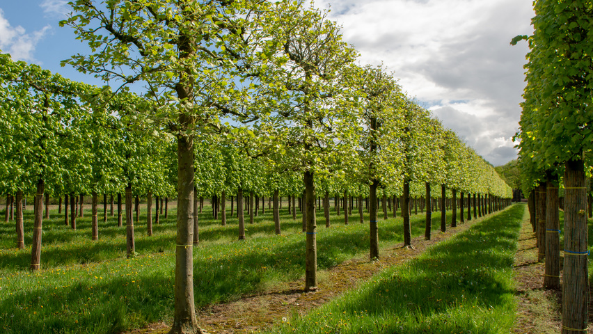 Platanus x hispanica palissé