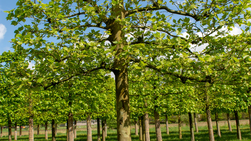 Platanus x hispanica palissé