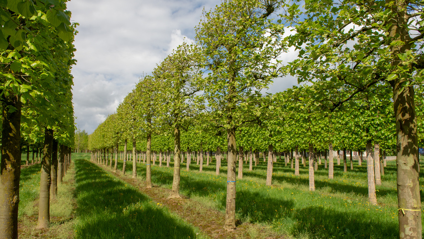 Platanus x hispanica palissé