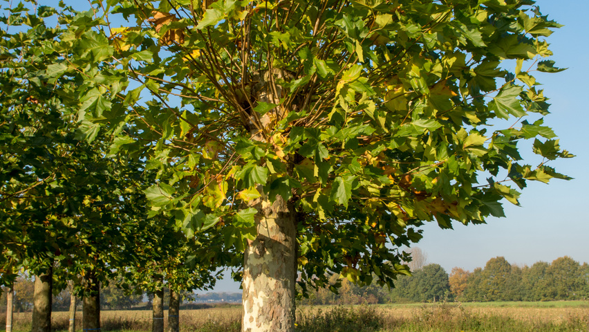 Platanus x hispanica têtard