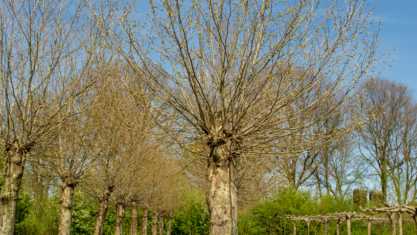 Platanus x hispanica têtard
