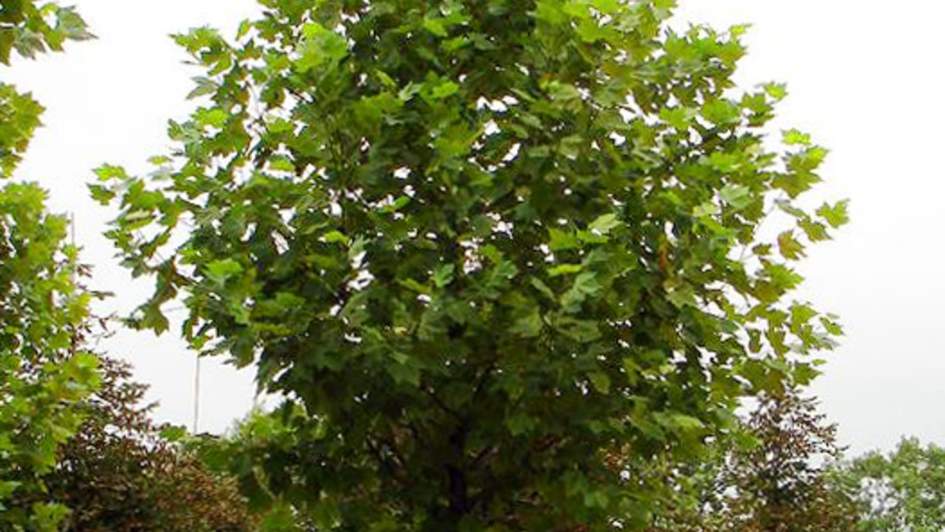 Platanus x hispanica 'Pyramidalis' standard tree
