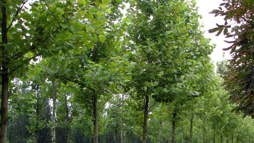 Platanus x hispanica 'Pyramidalis' standard tree