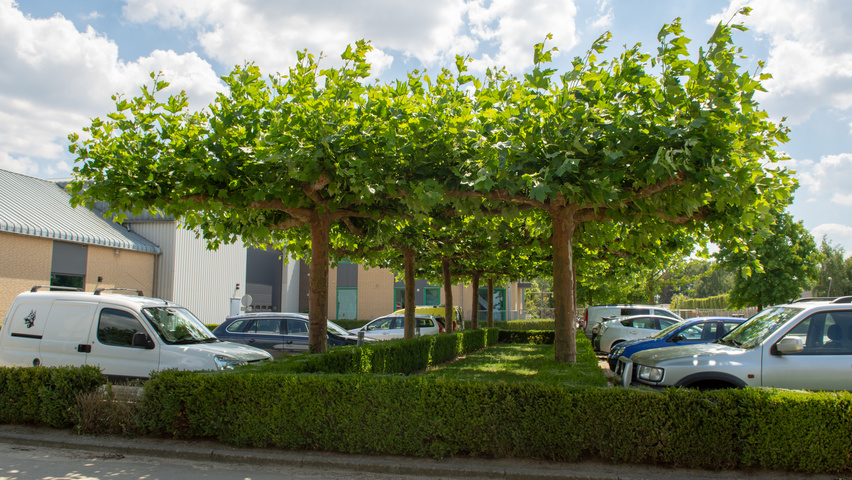 Platanus x hispanica plateau