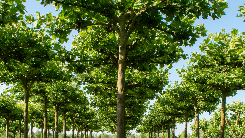 Platanus x hispanica plateau
