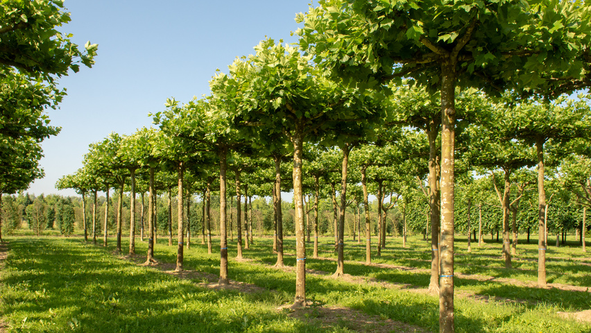 Platanus x hispanica plateau