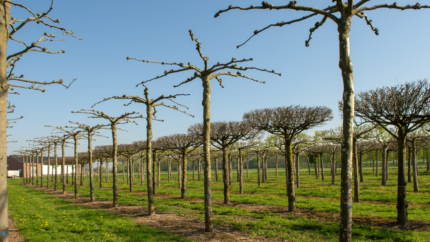 Platanus x hispanica plateau