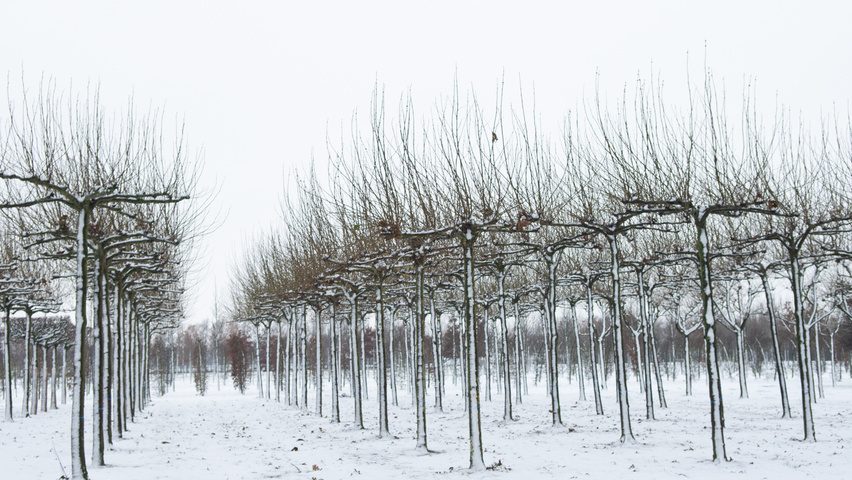 Platanus x hispanica plateau