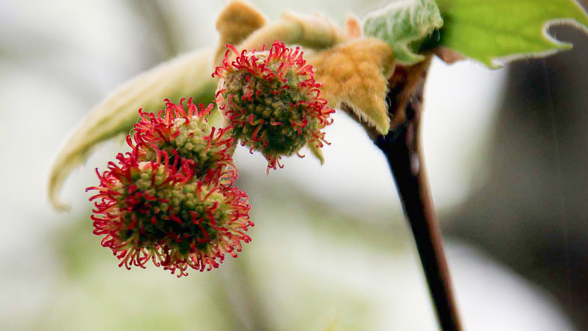 Platanus x hispanica 'Schalks Favourite' fruits