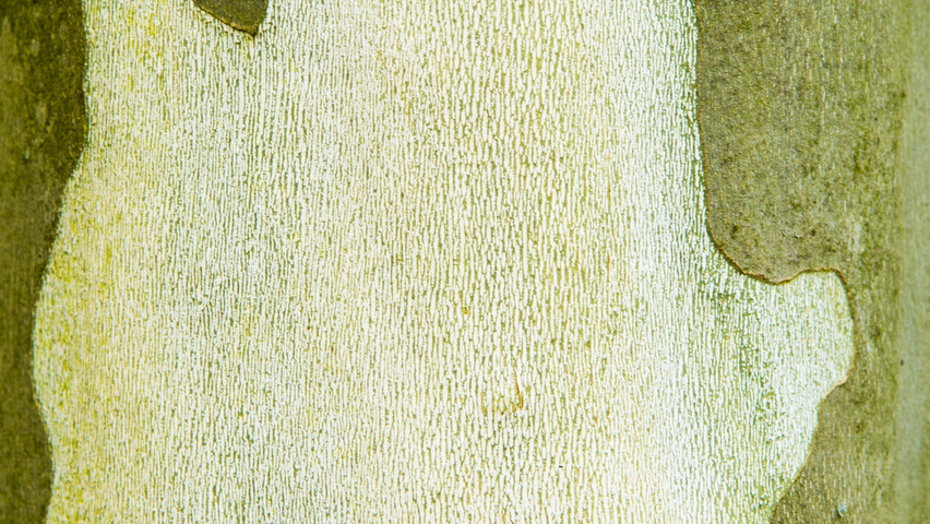 Platanus x hispanica 'Tremonia' bark