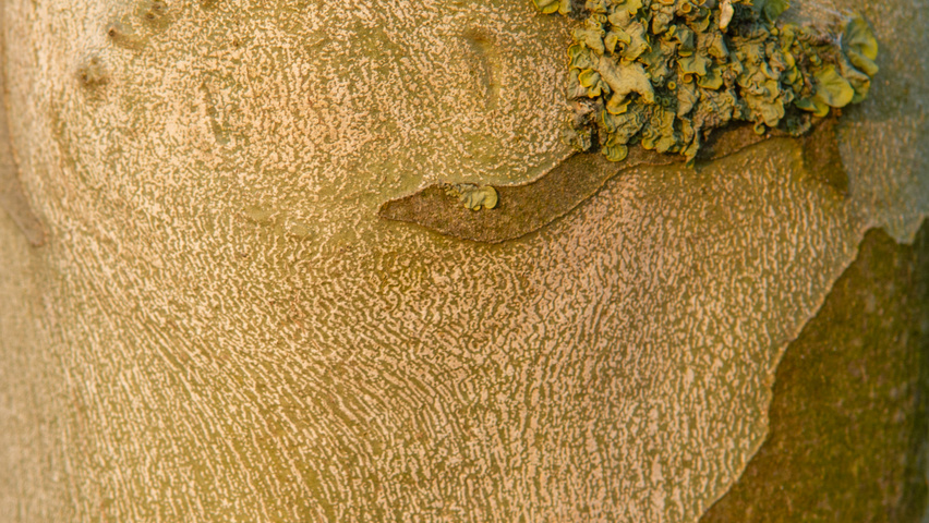 Platanus x hispanica 'Tremonia' bark