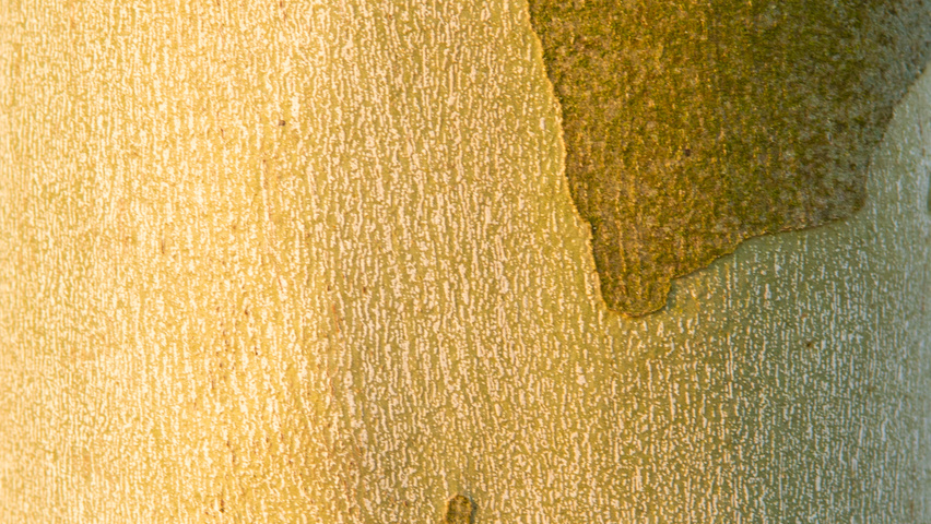 Platanus x hispanica 'Tremonia' bark