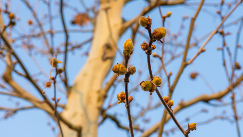 Platanus x hispanica 'Tremonia' flowers