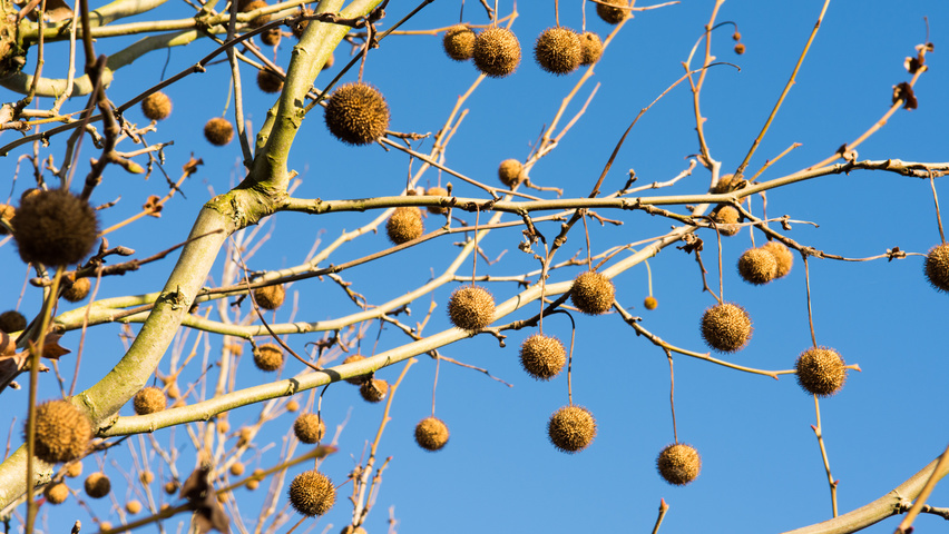 Platanus x hispanica 'Tremonia' fruits