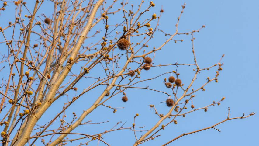 Platanus x hispanica 'Tremonia' fruits