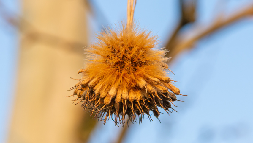 Platanus x hispanica 'Tremonia' fruits