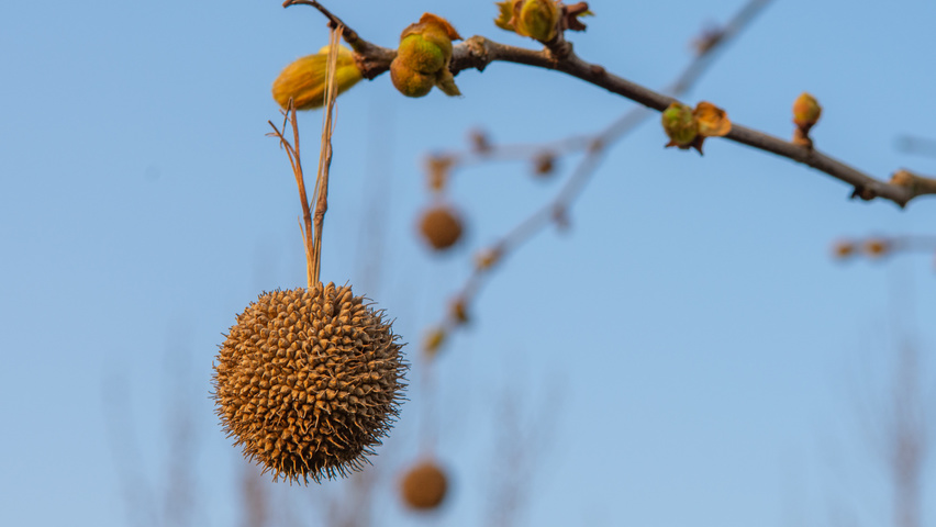 Platanus x hispanica 'Tremonia' fruits