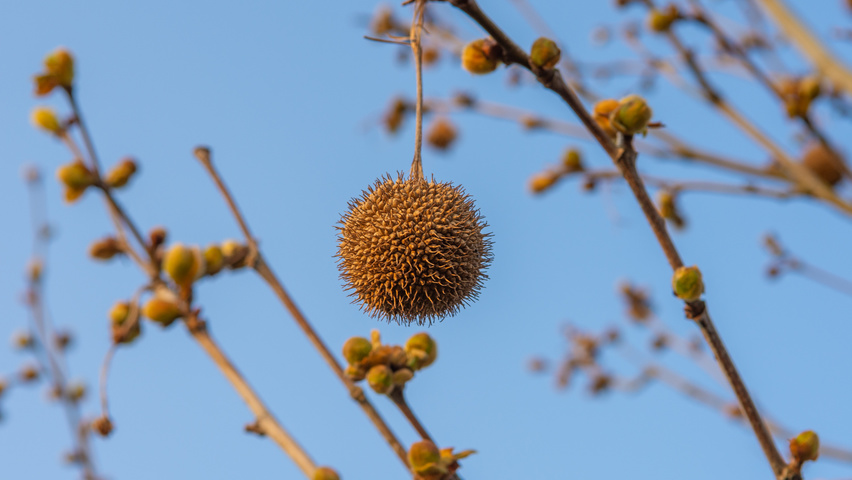 Platanus x hispanica 'Tremonia' fruits