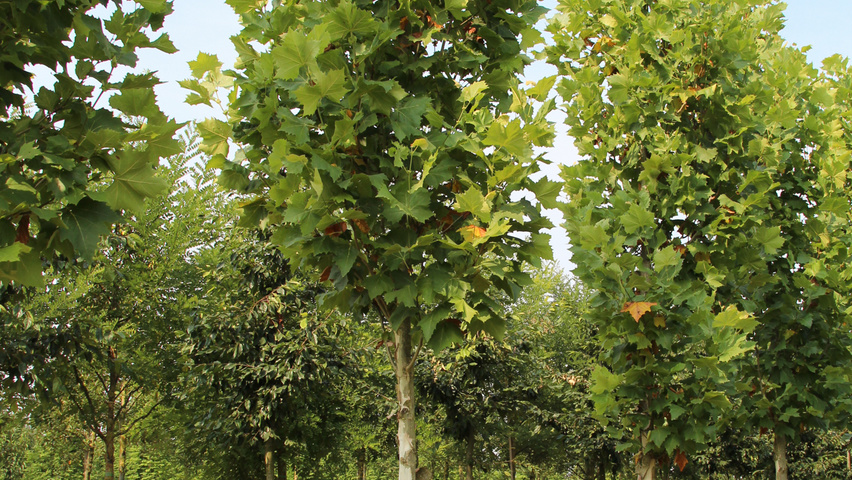 Platanus x hispanica 'Tremonia' standard tree