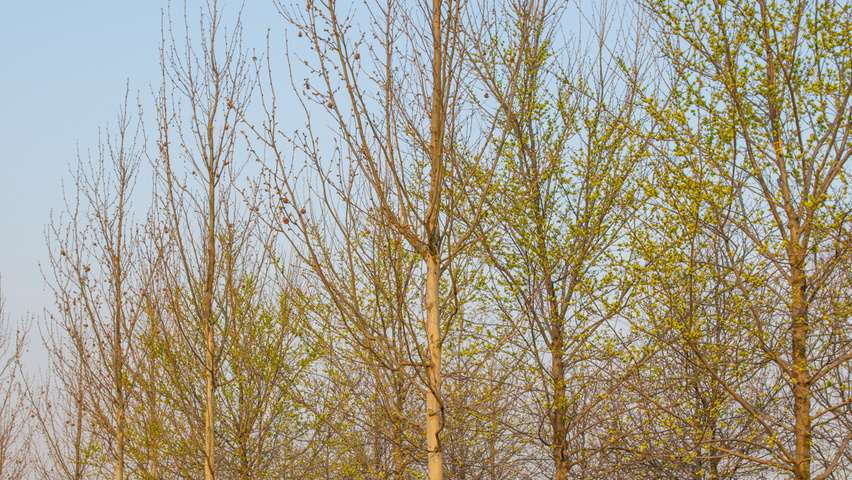 Platanus x hispanica 'Tremonia' standard tree