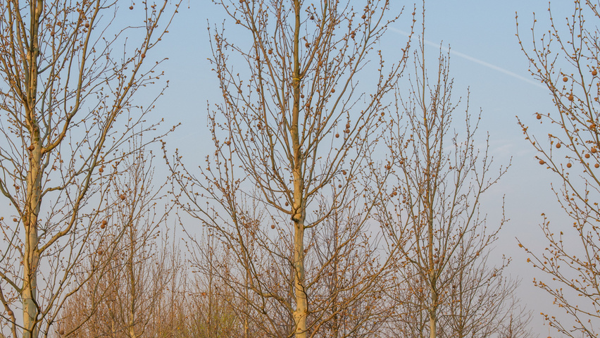 Platanus x hispanica 'Tremonia' standard tree
