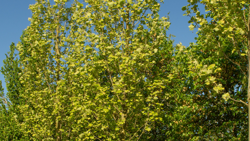 Platanus x hispanica 'Tremonia' standard tree