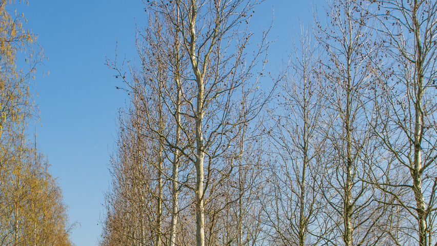 Platanus x hispanica 'Tremonia' standard tree