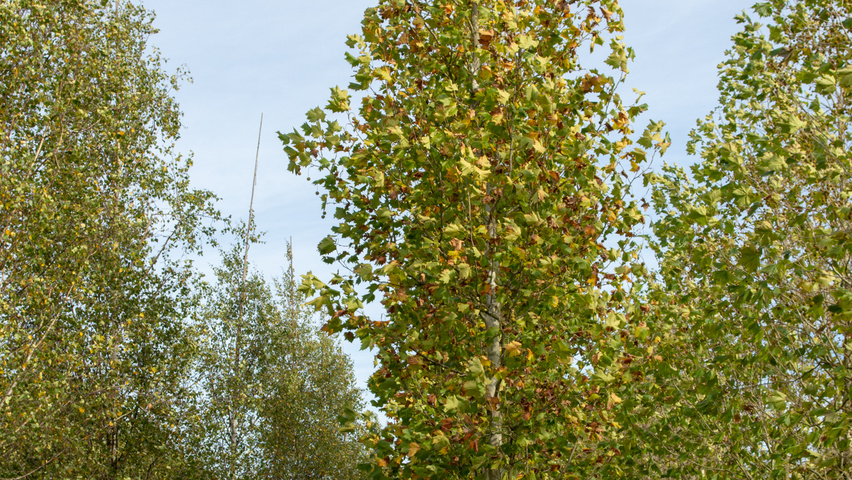 Platanus x hispanica 'Tremonia' standard tree